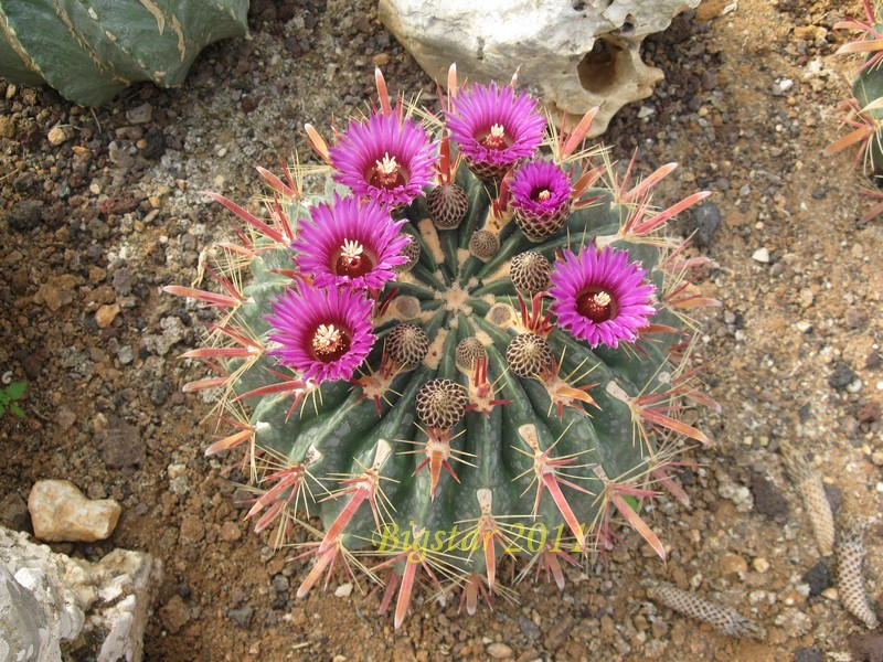 Ferocactus latispinus 