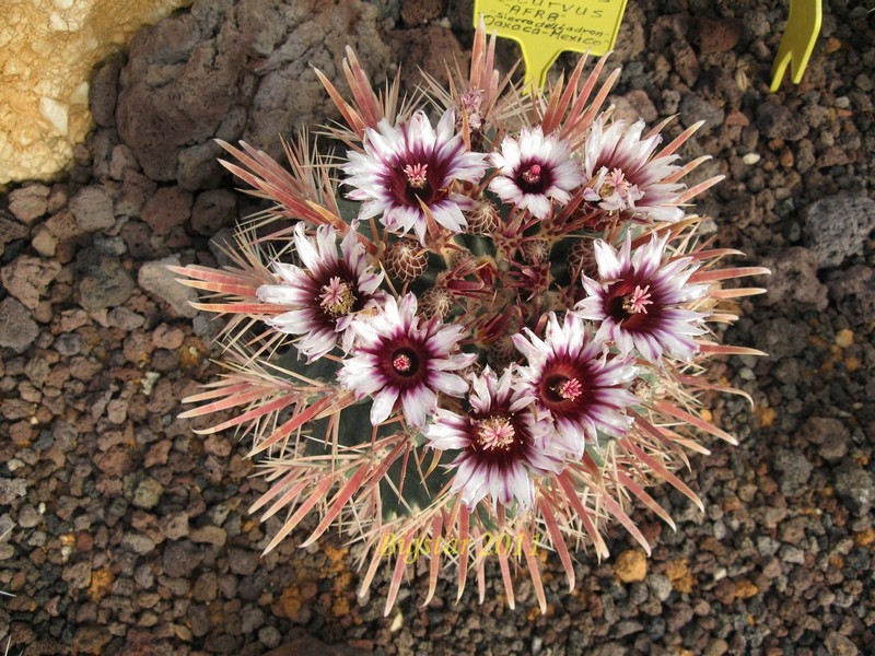 Ferocactus recurvus AFR 8