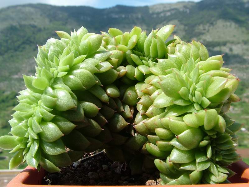 Echeveria agavoides f. cristata 