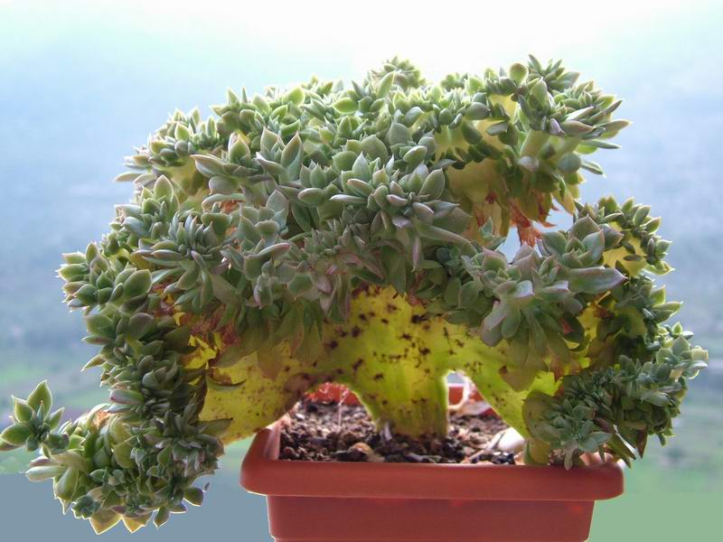 Echeveria agavoides f. cristata 