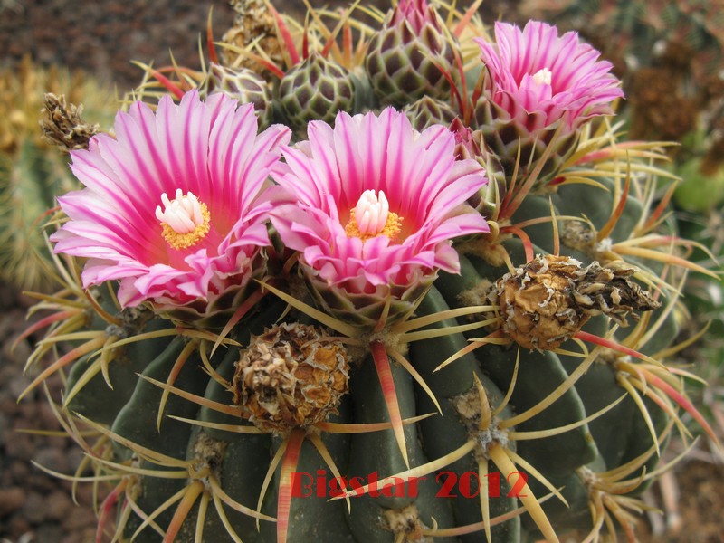 Ferocactus macrodiscus 