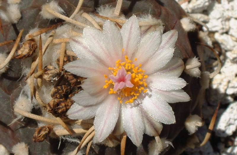 Turbinicarpus hoferi HO 434