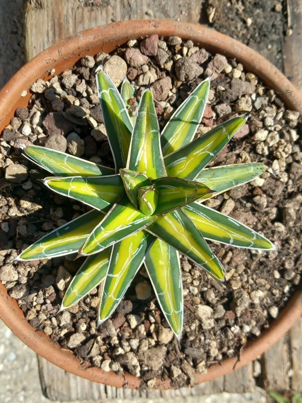 agave victoriae-reginae cv. mediopicta aurea