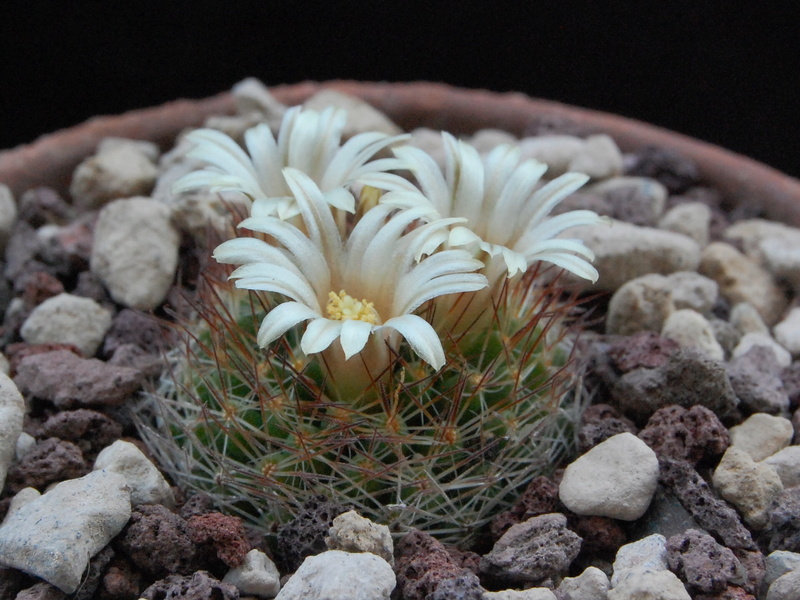 Mammillaria picta MK 080.289