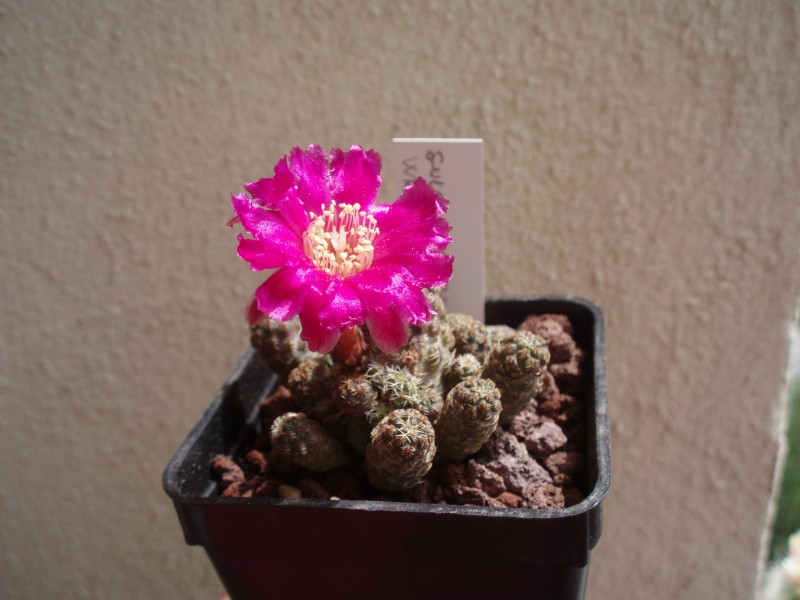 Sulcorebutia taratensis v. minima wr196