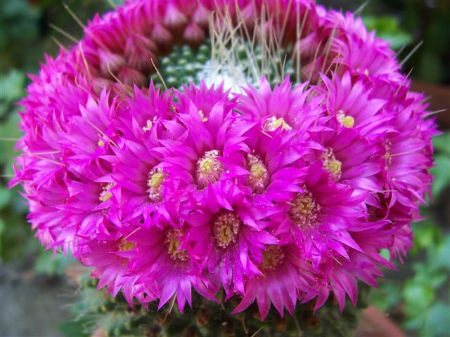 Mammillaria spinosissima cv. un pico 