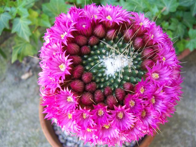 Mammillaria spinosissima cv. un pico 