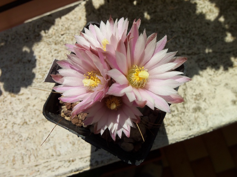 Echinocereus knippelianus v. kruegeri 