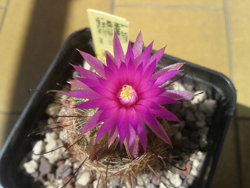 Mammillaria wrightii ssp. wilcoxii 