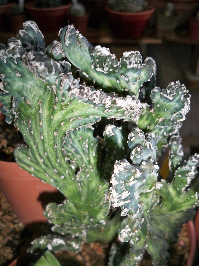 Cactofili - Forum di cactus e succulente :: Leggi ...