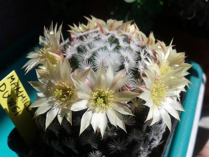 Mammillaria nana ssp. duwei 