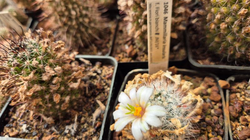 Mammillaria insularis JM 16