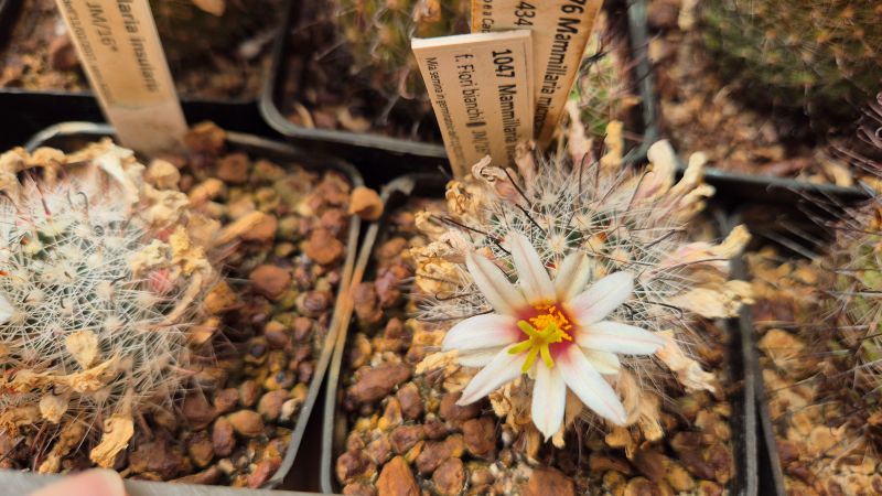 Mammillaria insularis JM 16