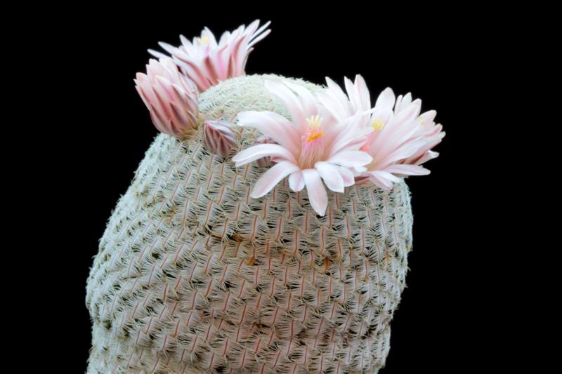 Mammillaria pectinifera 