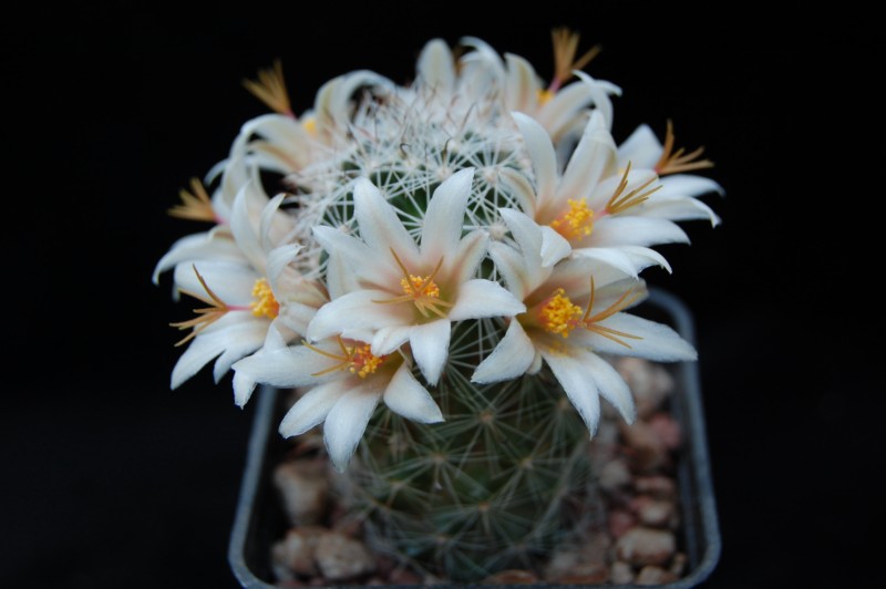 Mammillaria bullardiana 