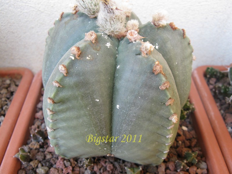 Astrophytum myriostigma cv. kikko 