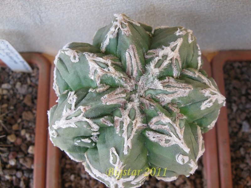 Astrophytum myriostigma cv. fukuryu hanya sazanami 