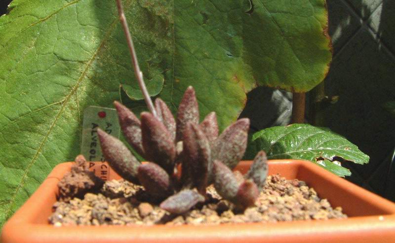 Adromischus marianae f. alveolatus 