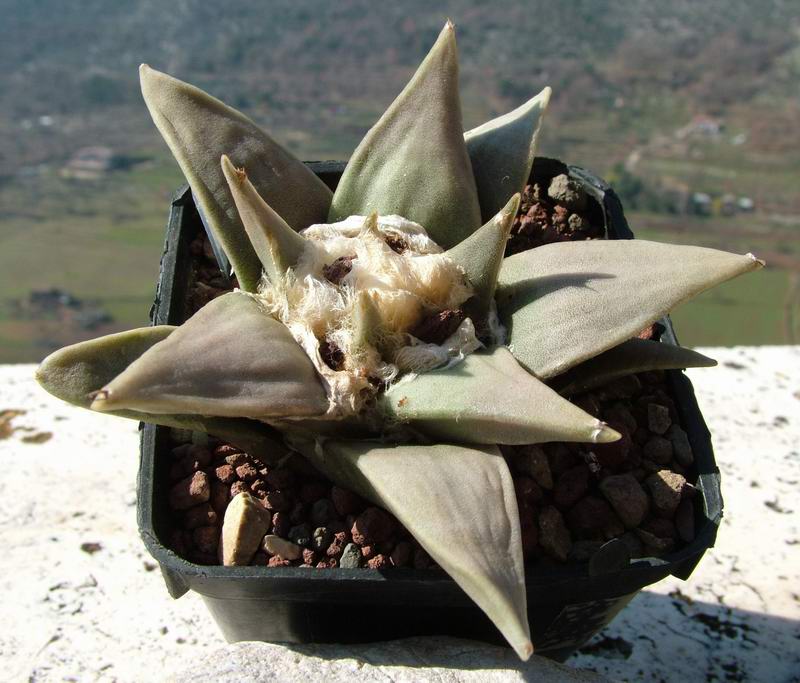 Ariocarpus retusus 