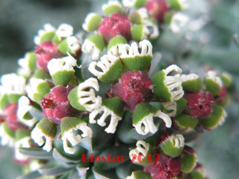 Euphorbia caput-medusae 