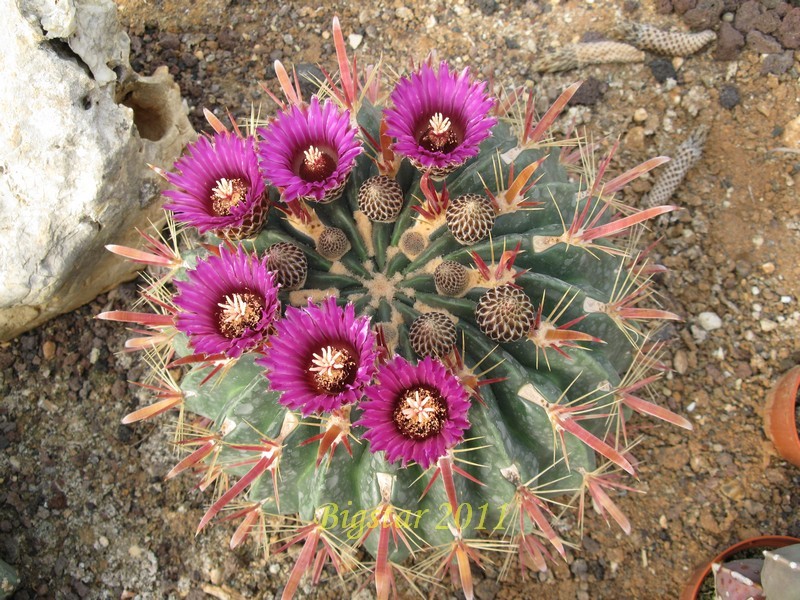 Ferocactus latispinus 