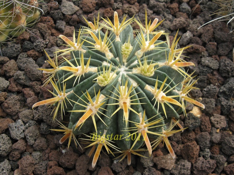 Ferocactus latispinus v. flavispinus 