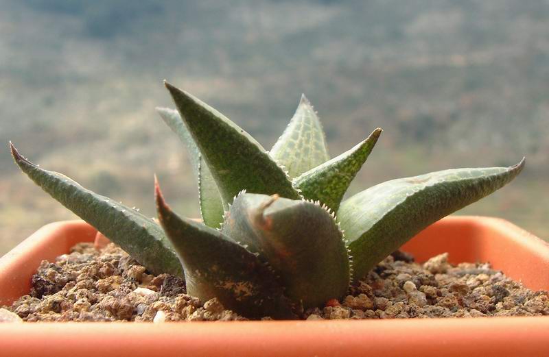 Haworthia tessellata 