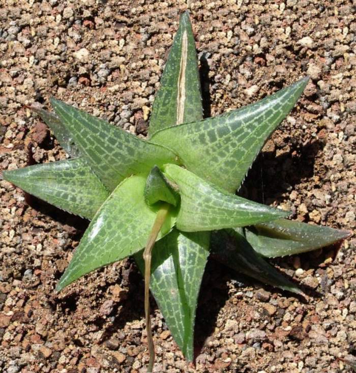 Haworthia tessellata 