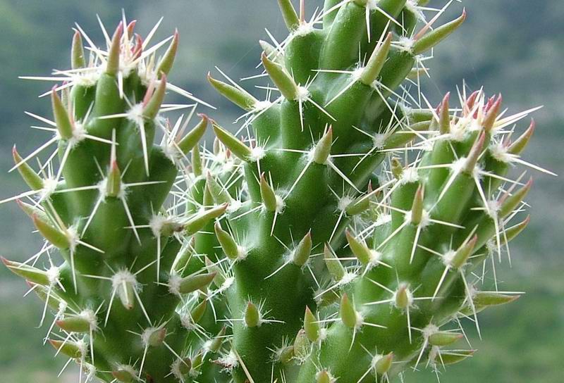 Opuntia clavata 