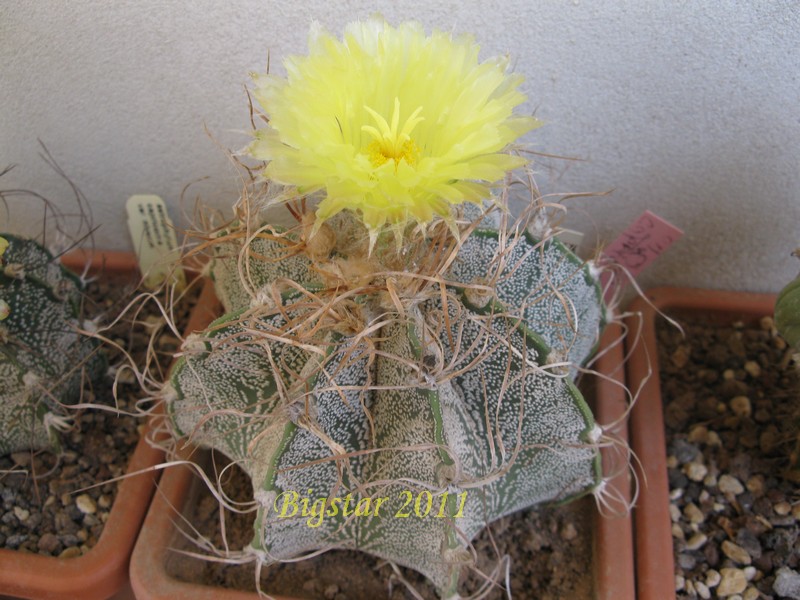 Astrophytum capricorne cv. crassispinoides 