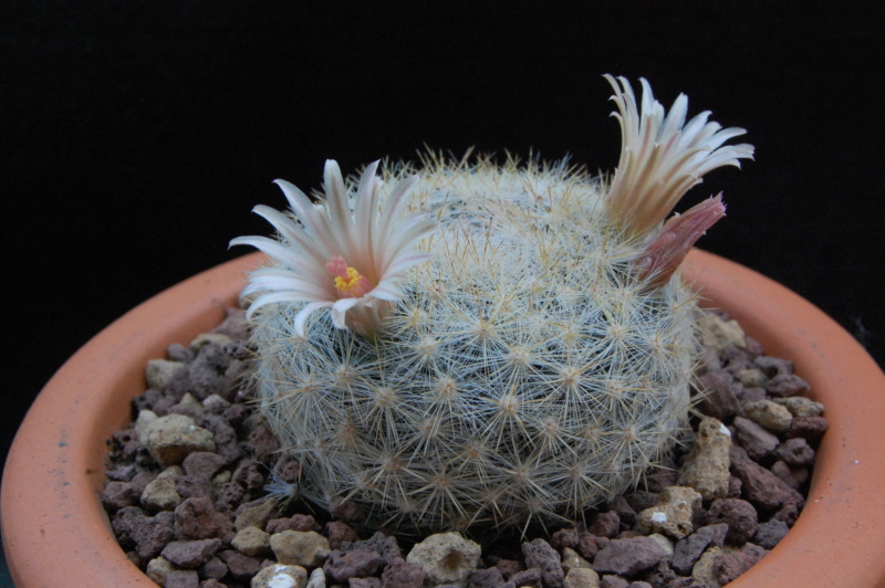 Mammillaria candida ssp. ortizrubiana 