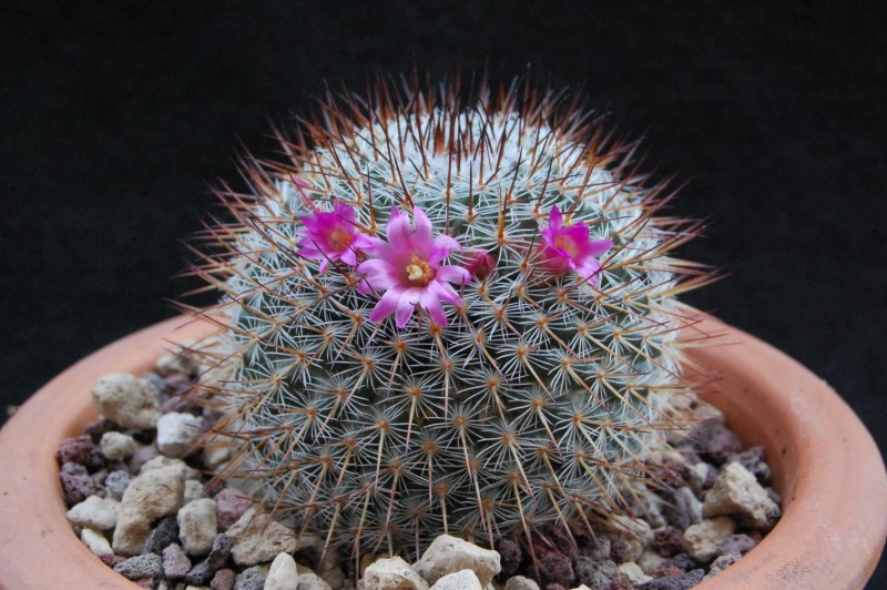 Mammillaria haageana SB 580