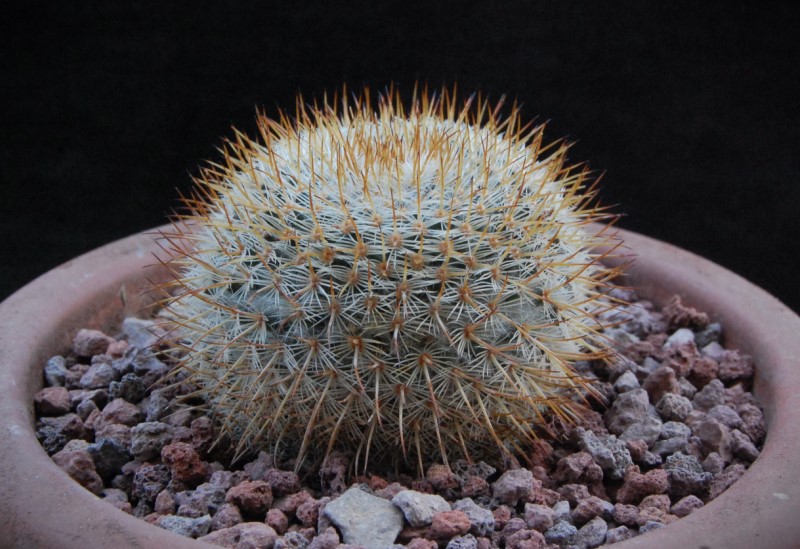 Mammillaria haageana SB 580