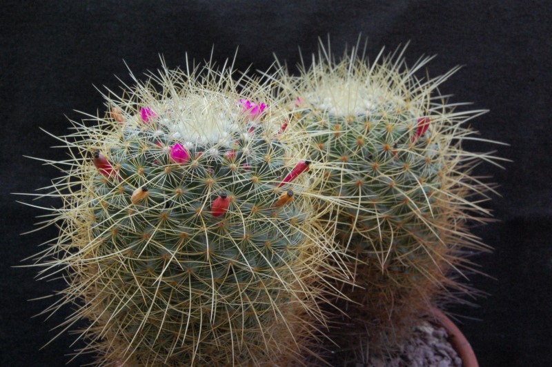 Mammillaria rhodantha ssp. aureiceps 