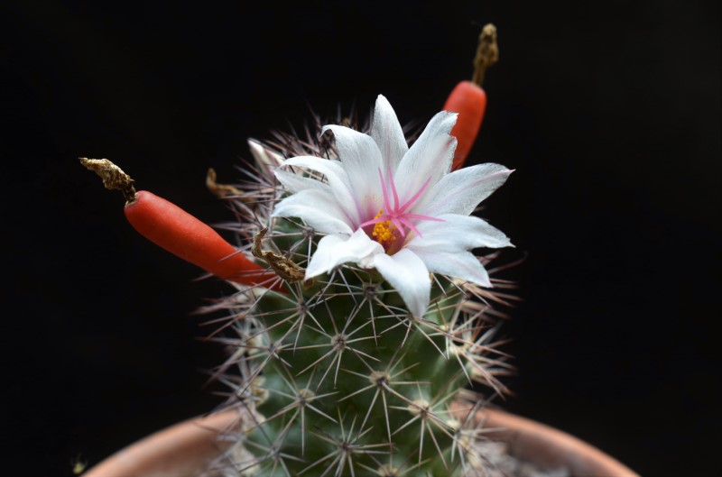 Mammillaria sp. 