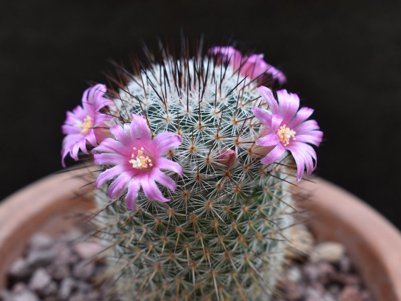 Mammillaria haageana Wolf 68