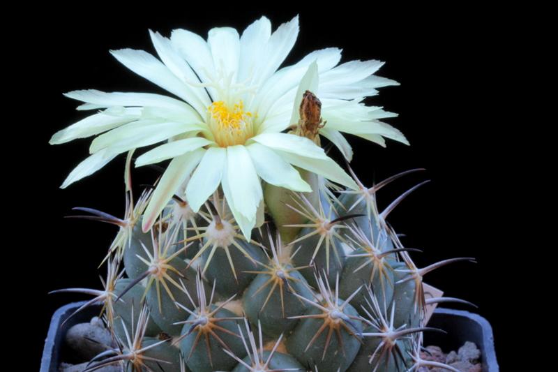 Coryphantha pallida ssp. calipensis 