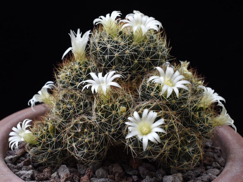 mammillaria picta ssp. viereckii