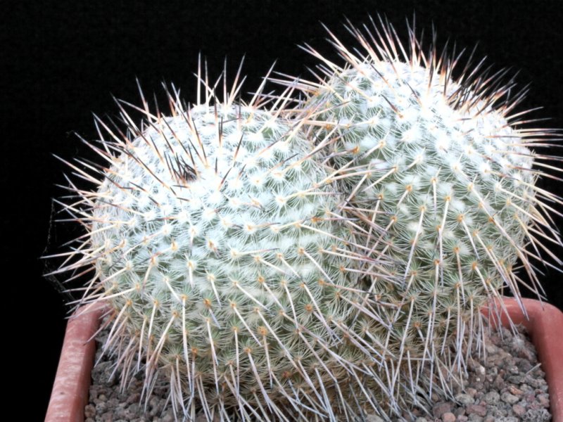 mammillaria parkinsonii