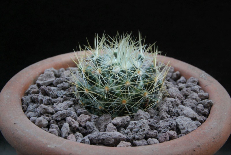 Mammillaria picta ssp. viereckii WTH 837