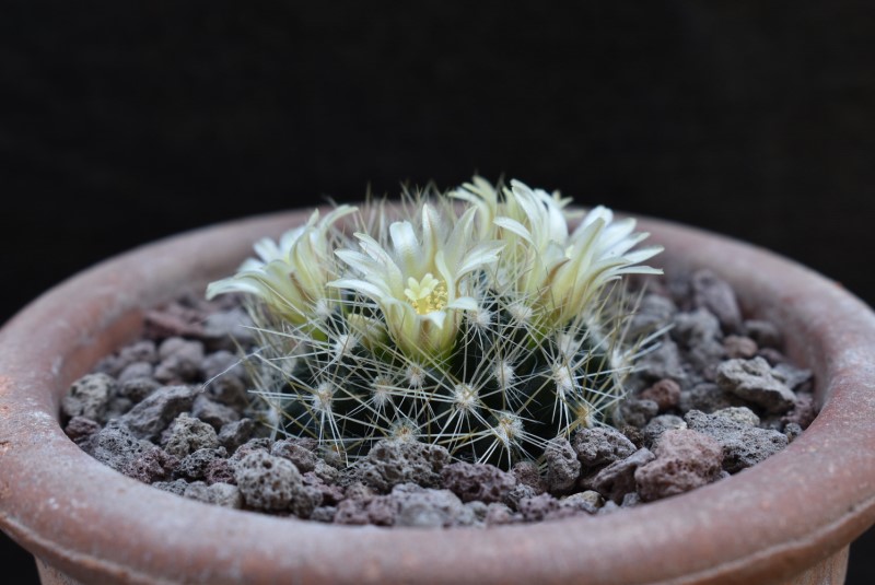 Mammillaria picta ssp. viereckii WTH 837