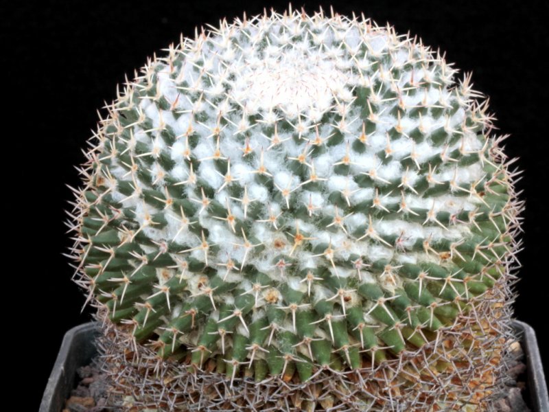mammillaria eumorpha