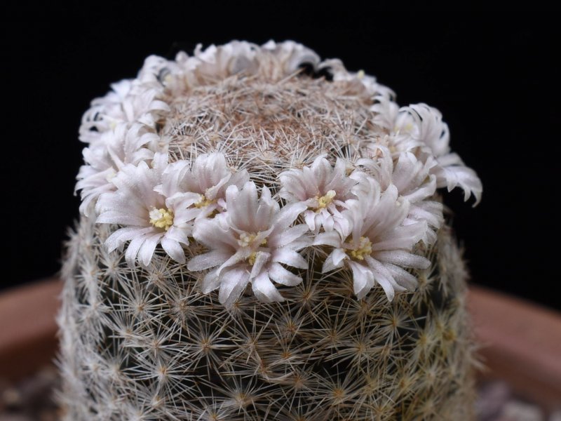 mammillaria roseocentra