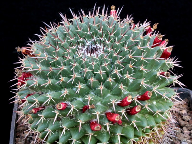 mammillaria polyedra