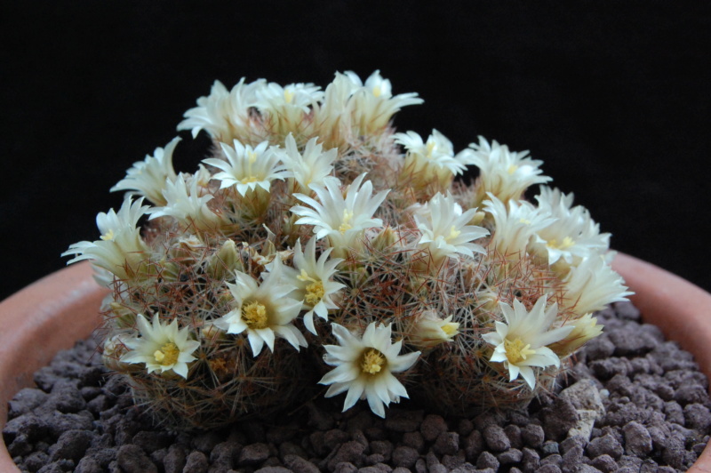 Mammillaria picta LAU 1063