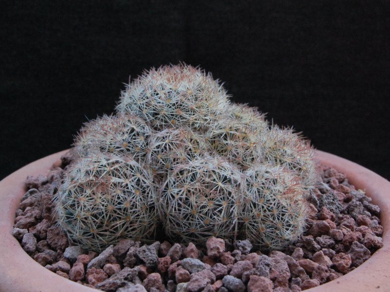 Mammillaria picta LAU 1063