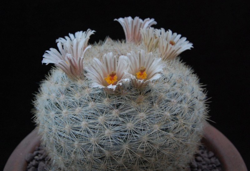 Mammillaria candida WTH 23