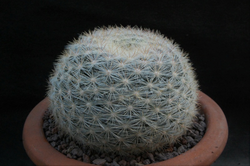 Mammillaria candida ssp. ortizrubiona 