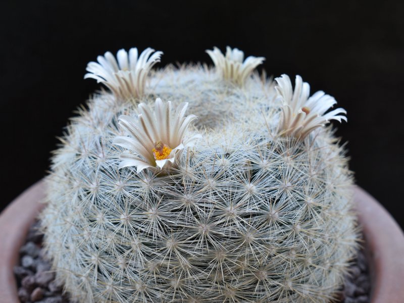 Mammillaria ortizrubiana 