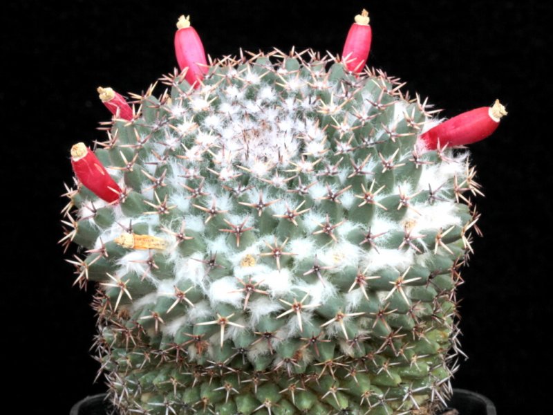 mammillaria pseudocrucigera